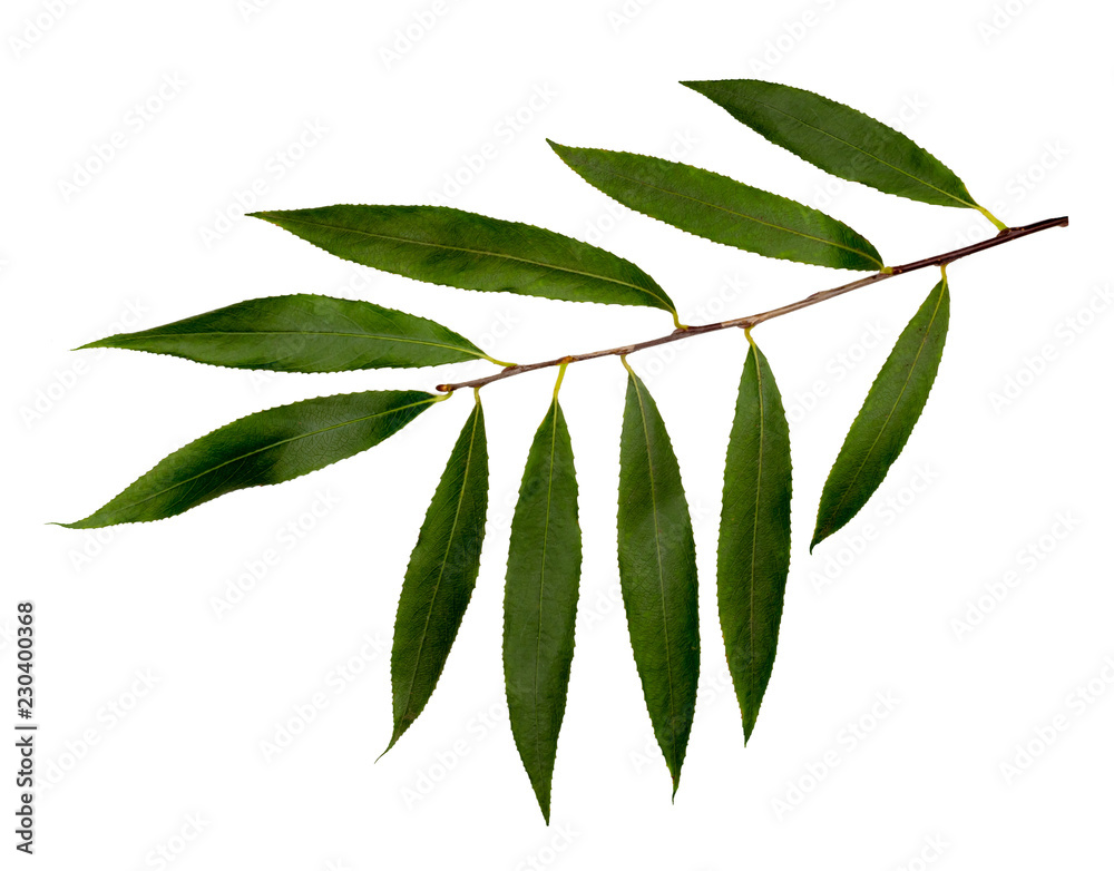Naklejka premium White willow or white Willow.