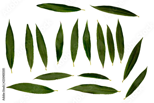 Slika na platnu White willow or white Willow