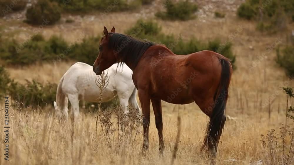 Two Wild Horses Grazing In Nature In Autumn. Brown and White. Two Wild Horses Grazing In Nature In Autumn. Brown and White.