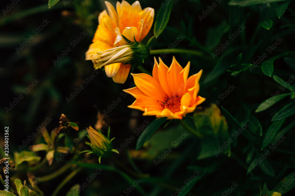 beautiful yellow flowers on dark green background beautiful yellow flowers on dark green background