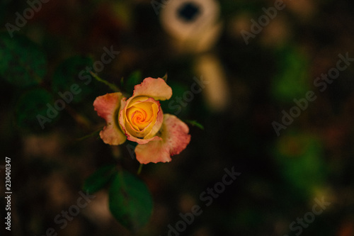 beautiful little rose closeup in the garden