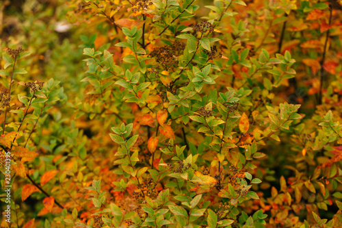 Orange yellow tree leaf forest autumn beauty nature