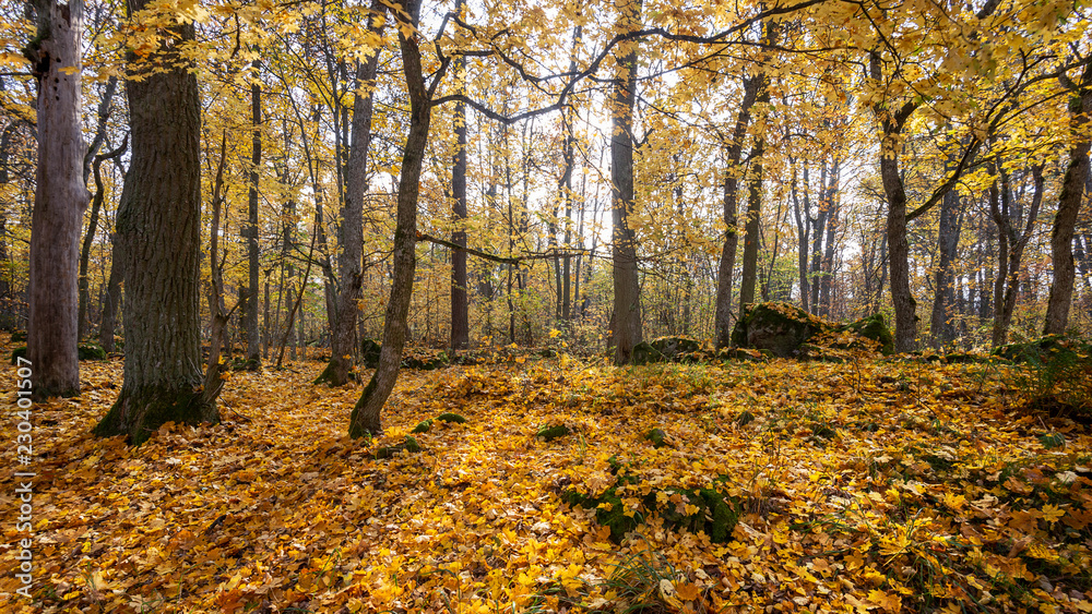 Autumn in forest Autumn in forest