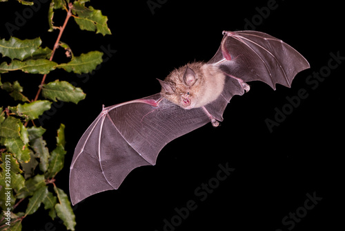 Greater Horseshoe Bat Flying photo