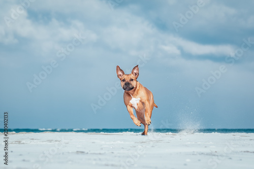 Hund mit großen Ohren rennt