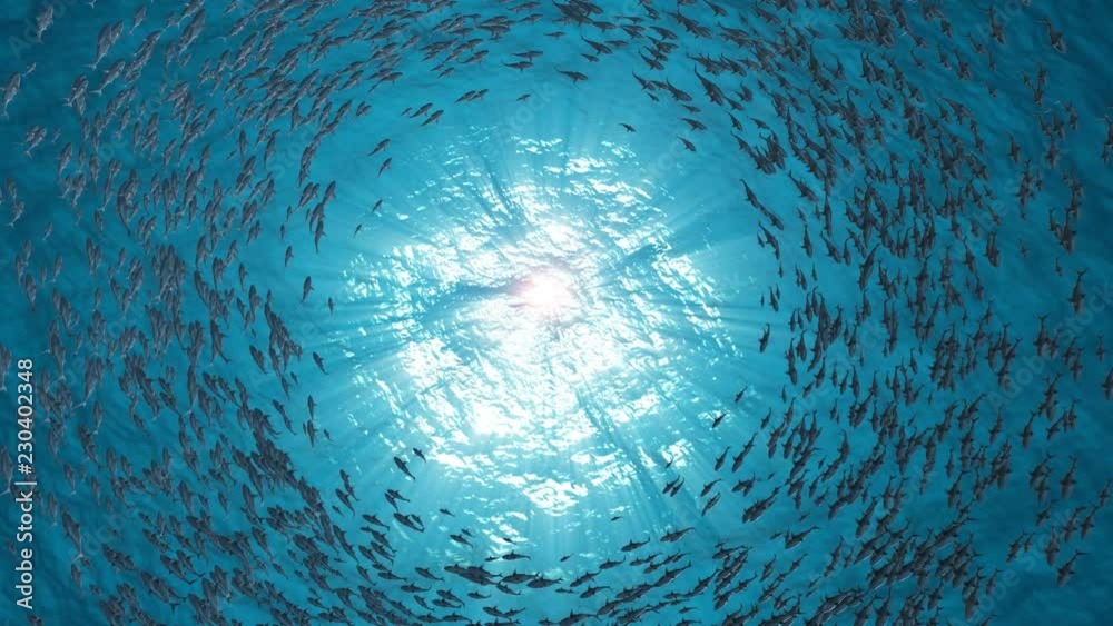 School Of Fish.Sharks swim in a circle.