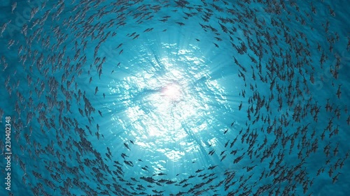 School Of Fish.Sharks swim in a circle.