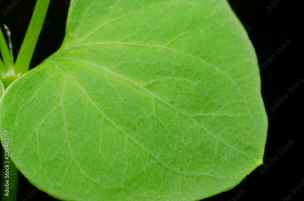 Obraz premium macro leaf plant on a black background
