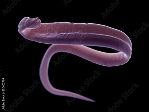 Картината върху платно 3d rendered illustration of an ascariasis worm