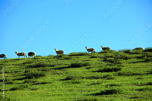 A flock of sheep are eating grass