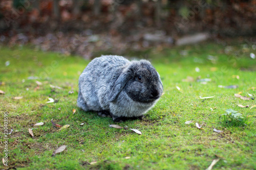 Relaxing grey rabbit
