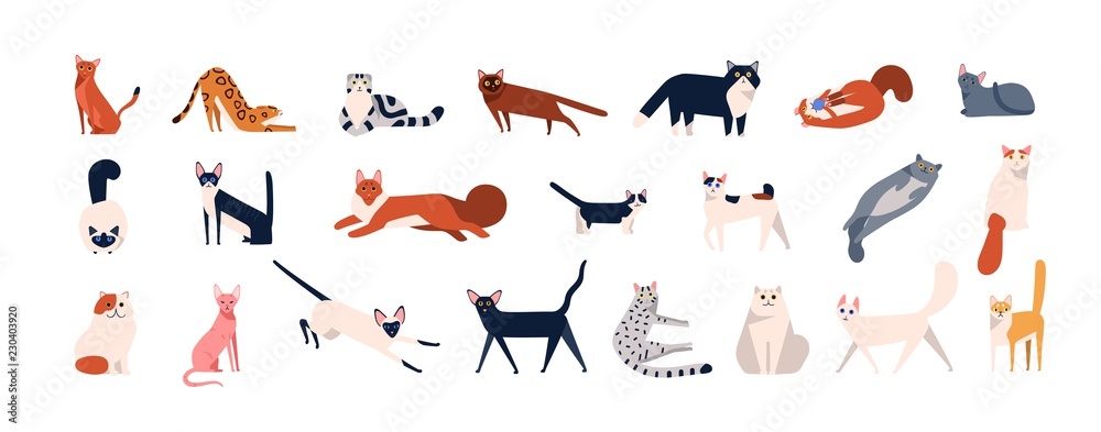 Bundle of adorable cats of various breeds sitting, lying, walking. Set of cute funny pets or domestic animals with colorful coats isolated on white background. Flat cartoon vector illustration.