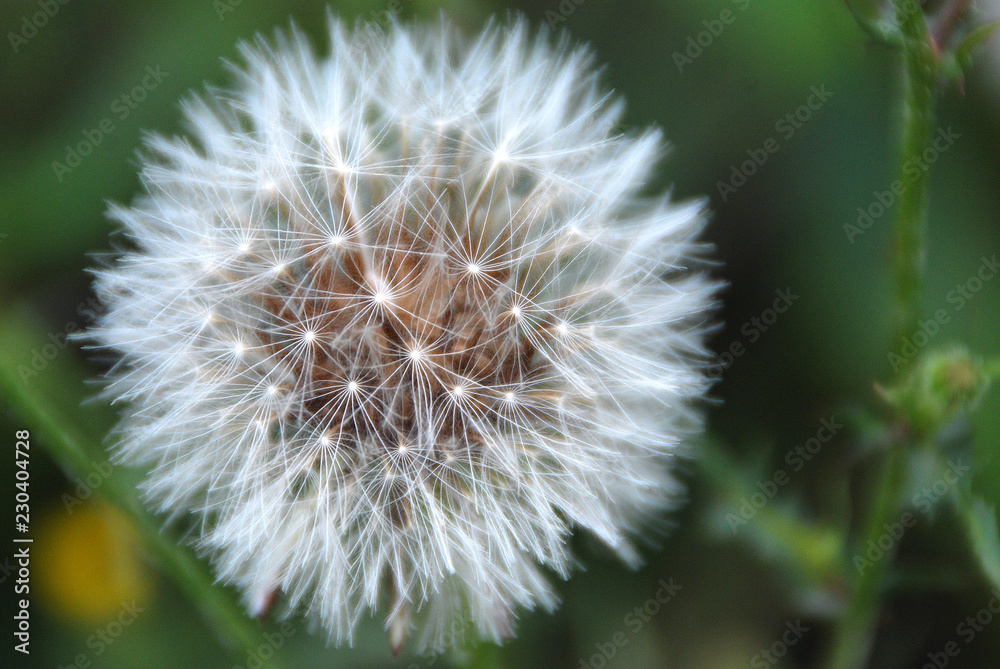 TARAXACUM O DIENTE DE LEÓN, DISPERSIÓN DE LAS SEMILLAS TARAXACUM O DIENTE DE LEÓN, DISPERSIÓN DE LAS SEMILLAS