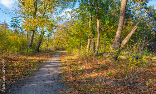 Fototapeta Naklejka Na Ścianę i Meble -  Foliage in a forest in autumn colors in sunlight at fall
