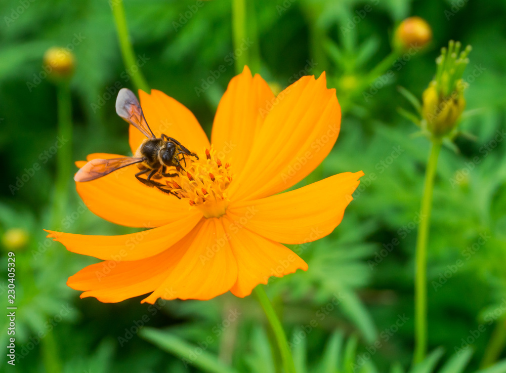 Bee is sucking nectar from yellow cosmos flower,isolated Bee is sucking nectar from yellow cosmos flower,isolated