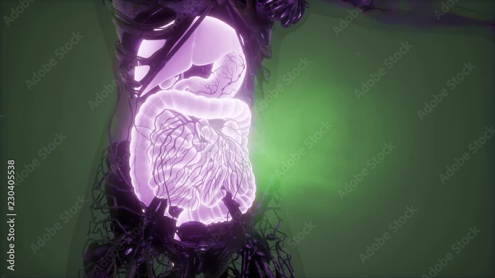 science anatomy scan of human body with visible digestive system 素材庫影片 ...