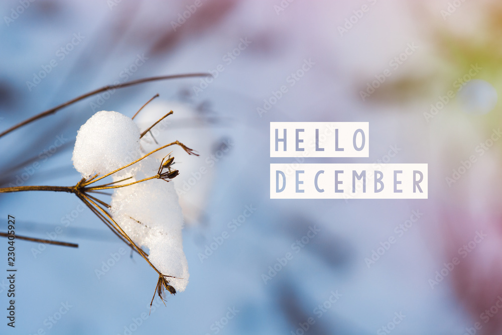 hello december (winter) card  - obrazy, fototapety, plakaty 