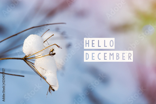 hello december (winter) card  photo