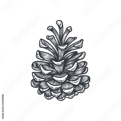 Hand drawn pine cone, engraved vector illustration isolated on white background