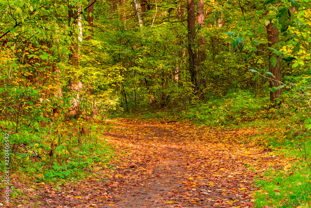 Forest path covered with yellow autumn leaves in September Forest path covered with yellow autumn leaves in September