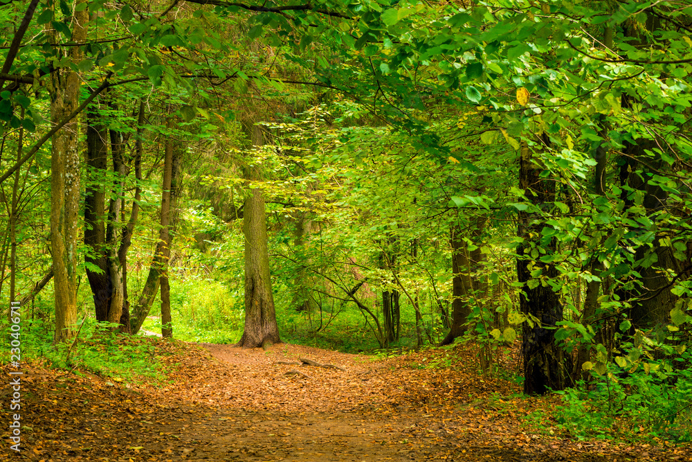 Forest in September, thick deciduous trees stand green Forest in September, thick deciduous trees stand green