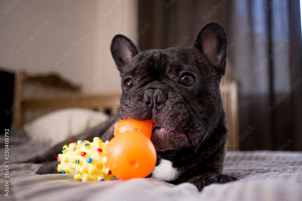 close up brindle French bulldog playing with his toys on the bed Stock  Photo | Adobe Stock