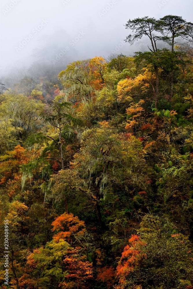 Autumn trees close to Moxizhen in Sichuan, China 