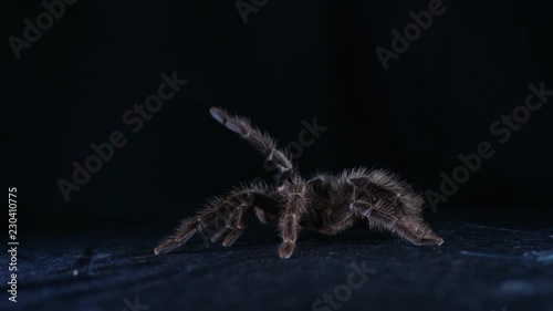 Lasiodora Parachibana, spider bird, tarantula