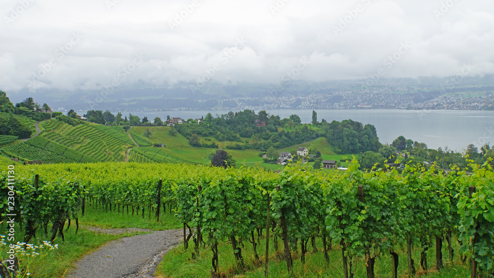 Weinanbau am Zürichsee/ Weinanbau am Zürichsee, Landschaft in der Schweiz, Weinberge und im Hintergrund der Zürichsee und sein dicht besiedeltes Ufer