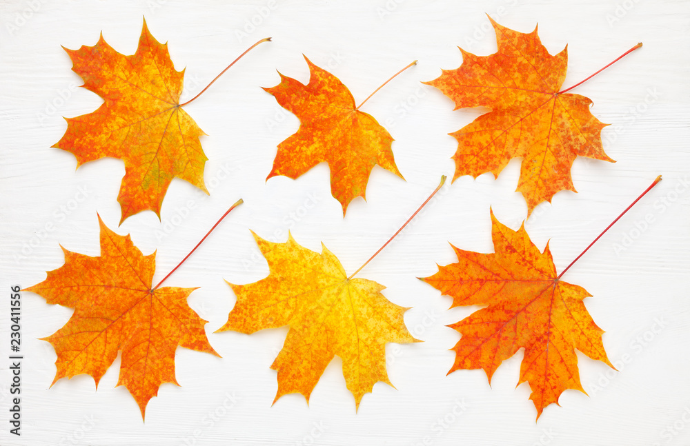 Pattern of six bright, autumn maple leaves on white wooden background