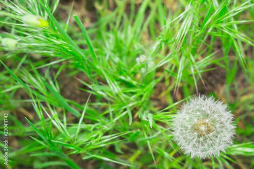 dandelion in hand