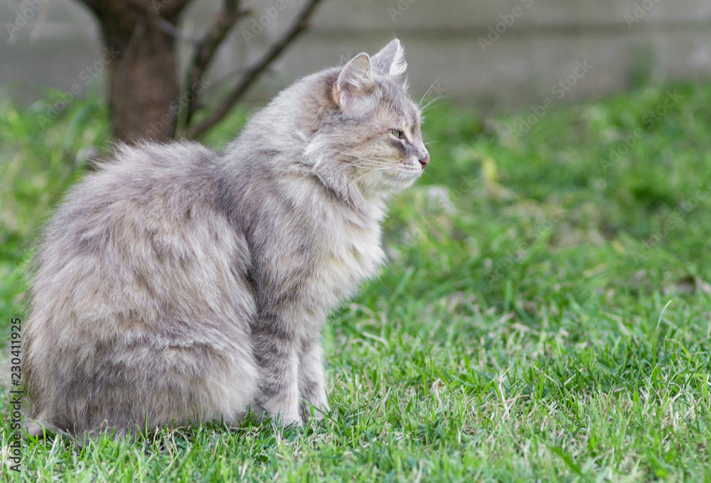 grey cat on green grass