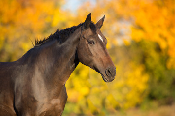 Bay stallion in fall park