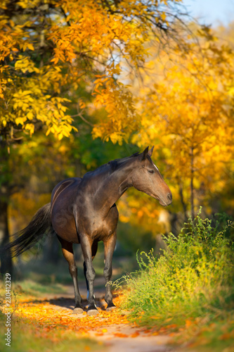 Fototapeta Naklejka Na Ścianę i Meble -  Bay stallion in fall park