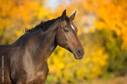 Bay stallion in fall park