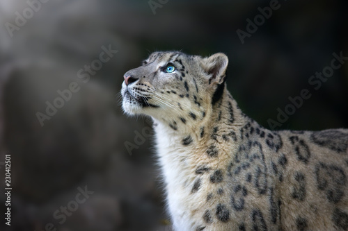 Snow leopard portrait close up on dark background