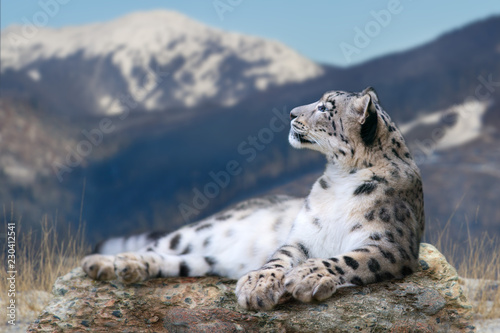 Snow leopard lay on a rock against snow mountain landscape