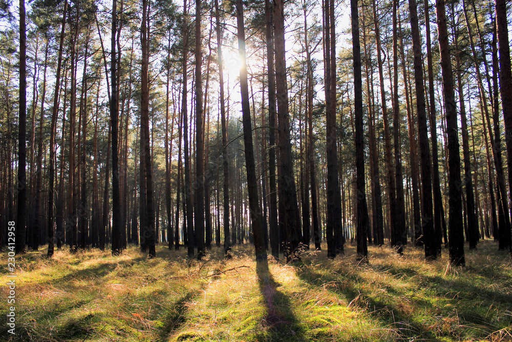 Autumn wood with sunshine