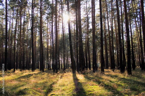 Fototapeta Naklejka Na Ścianę i Meble -  Autumn wood with sunshine