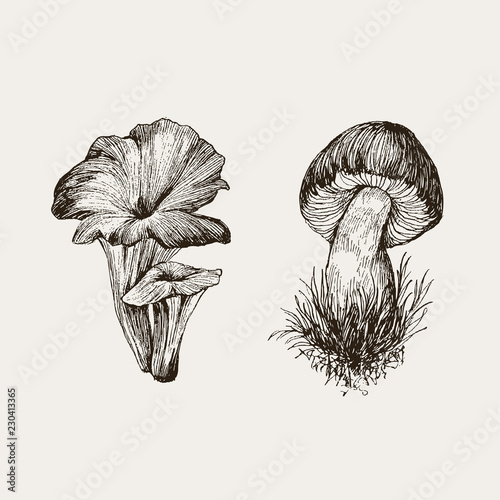 Collection of highly detailed hand drawn mushrooms isolated on white background. Edible mushrooms penny bun and chanterelles. Vector design