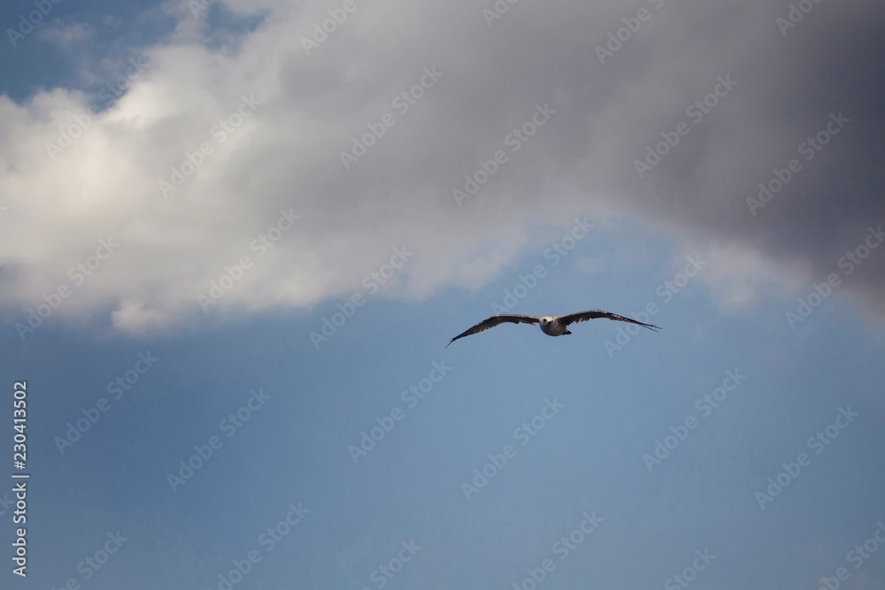 View of a seagull flying with cloudy sky background. View of a seagull flying with cloudy sky background.