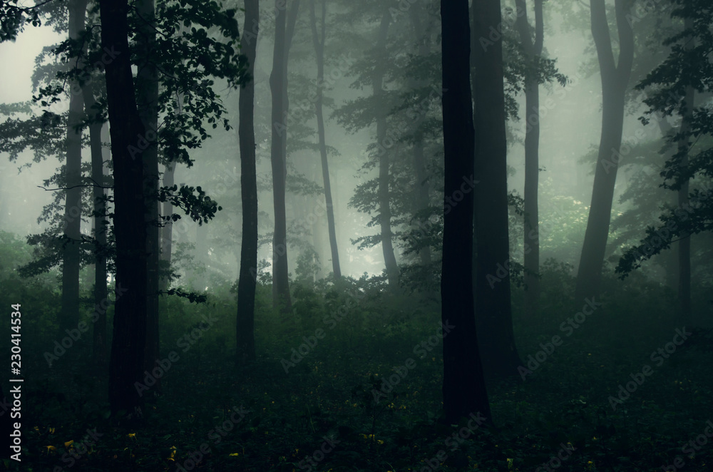 mysterious forest landscape mysterious forest landscape