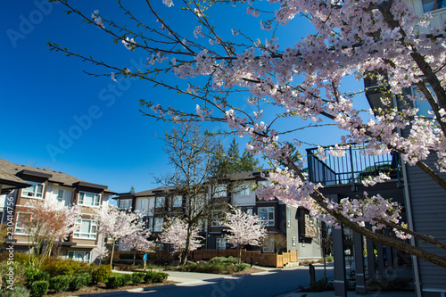 Modern low rise wood frame complex. On sunny day in spring with blooming sakura trees.