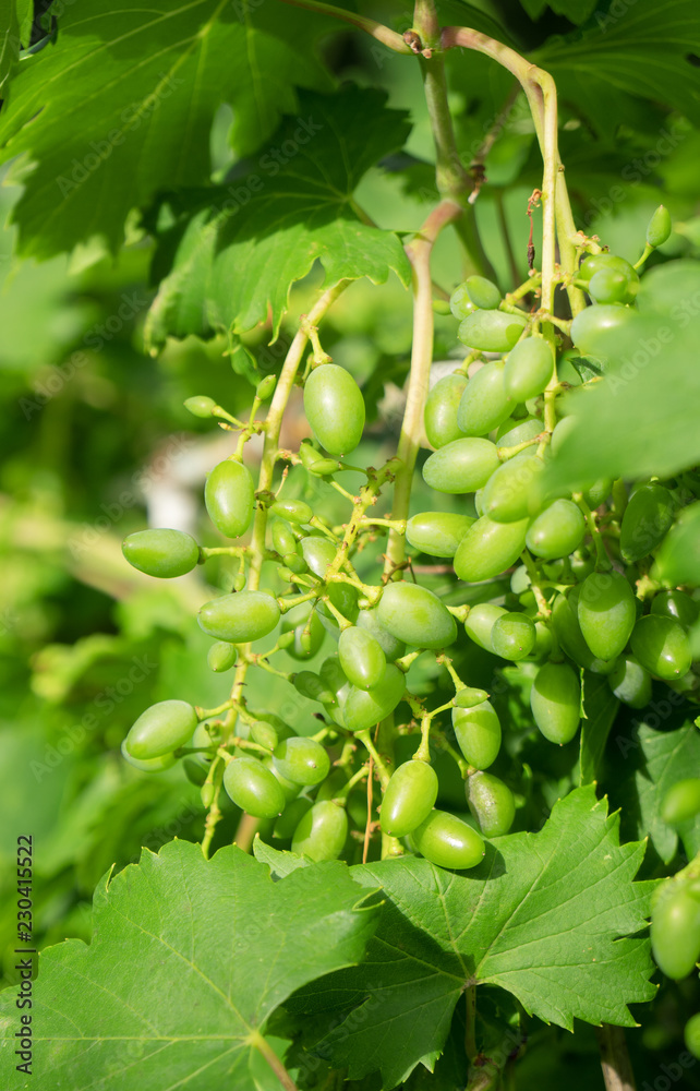 Close-up view of young green grapes. Close-up view of young green grapes.