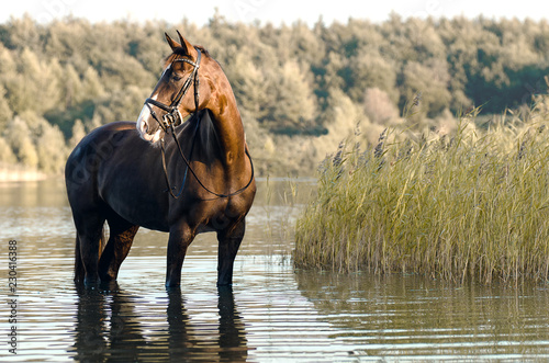 Pferd steht im Wasser