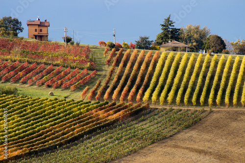 vineyards in aurtunno hills of lambrusca castelvetro di modena photo