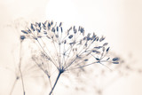 Samen von wilder Pflanze mit hellem Hintergrund und weichem Effekt stille und reine Stimmung Winter