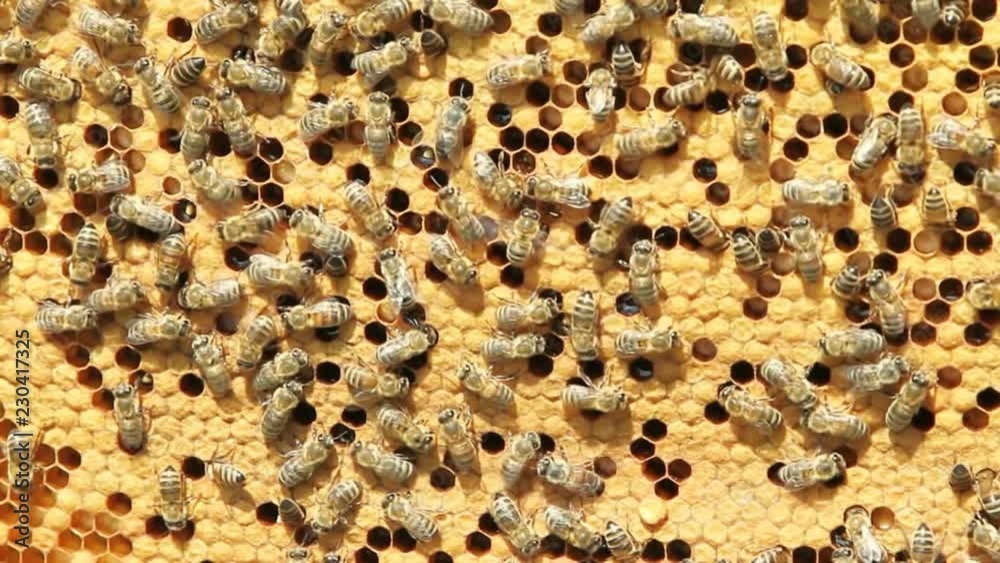 swarm of bees produce honey swarm of bees produce honey