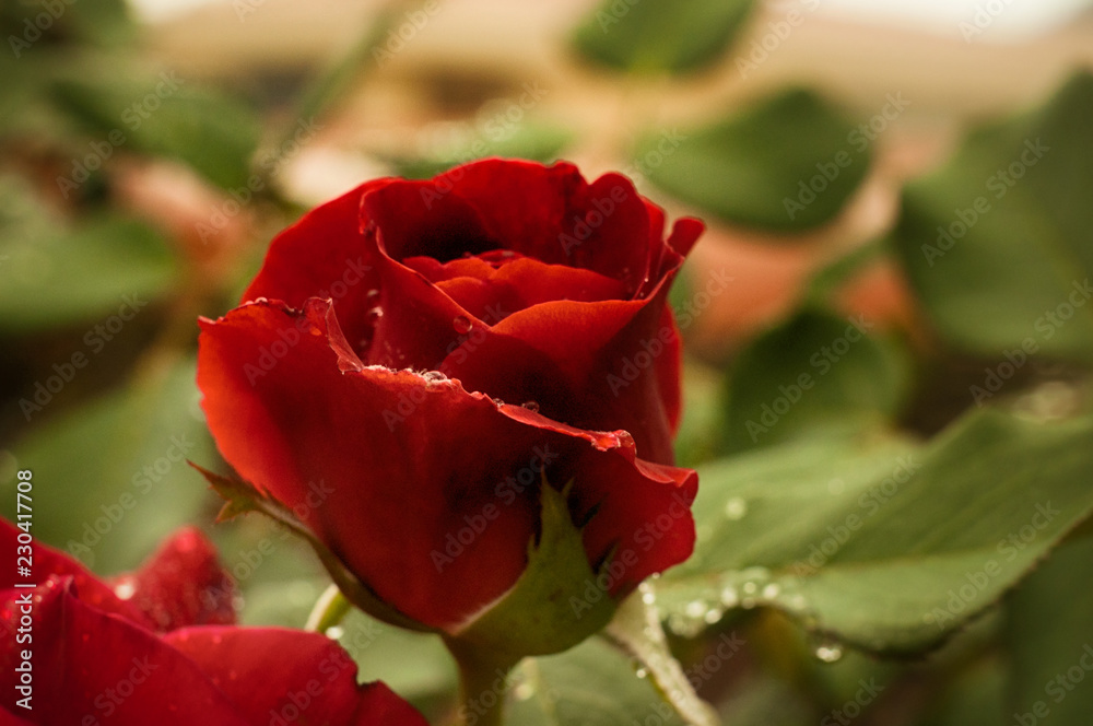 Red Rose blossom in the garden
