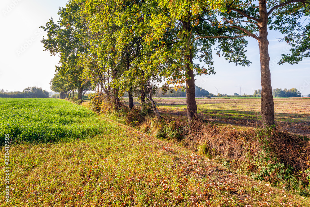 Fototapeta premium Changing colors on the leaves of a row of trees in a Dutch agricultural landscape in the autumn season